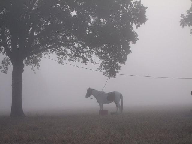 060-Horse in Fog.jpg